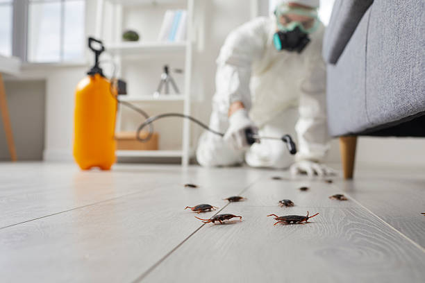 Post-Treatment Bed Bug Interceptor Monitoring in Morgan Hill